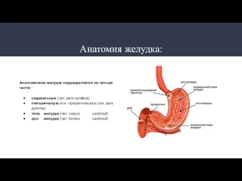 Анатомия желудка: Анатомически желудок подразделяется на четыре части: кардиальную (лат.