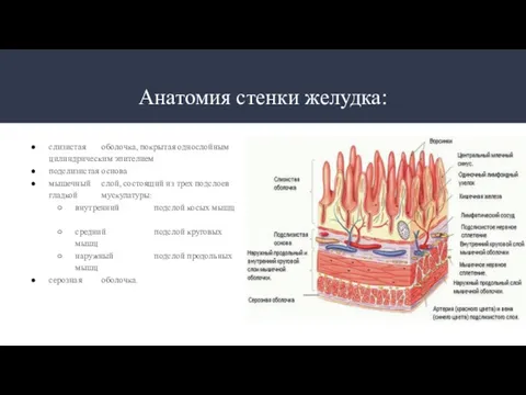 Анатомия стенки желудка: слизистая оболочка, покрытая однослойным цилиндрическим эпителием подслизистая