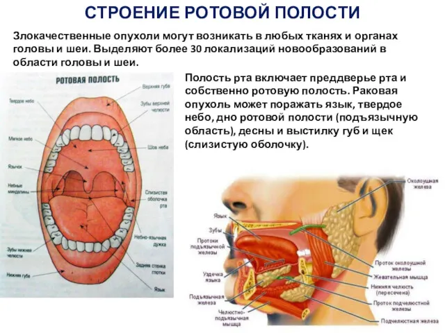 СТРОЕНИЕ РОТОВОЙ ПОЛОСТИ Злокачественные опухоли могут возникать в любых тканях