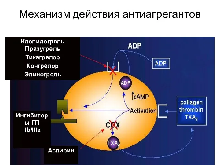 Механизм действия антиагрегантов