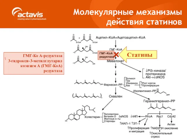 Молекулярные механизмы действия статинов ГМГ-Ко А-редуктаза 3-гидрокси-3-метилглутарил коэнзим А (ГМГ-КоА) редуктаза Статины