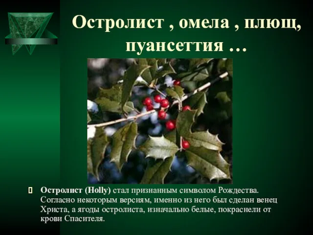 Остролист , омела , плющ, пуансеттия … Остролист (Holly) стал