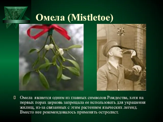 Омела (Mistletoe) Омела является одним из главных символов Рождества, хотя