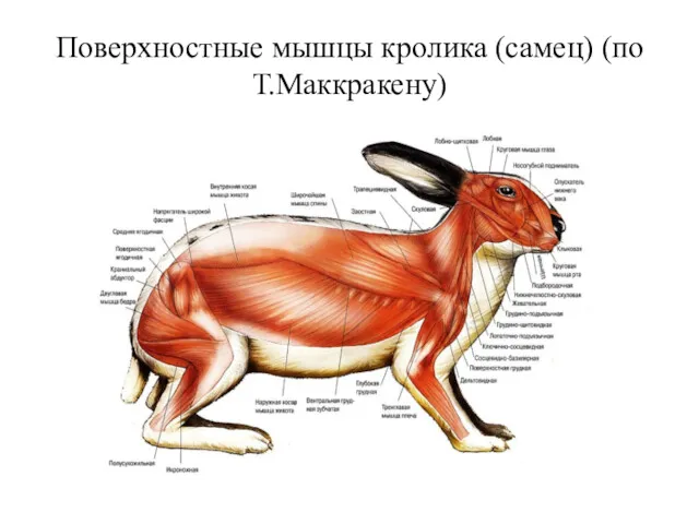 Поверхностные мышцы кролика (самец) (по Т.Маккракену)