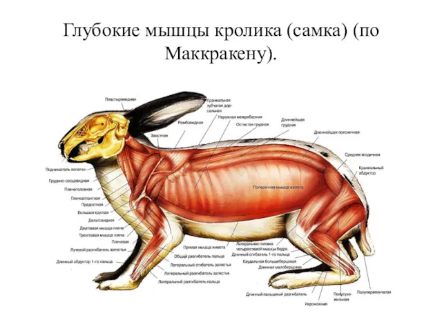 Глубокие мышцы кролика (самка) (по Маккракену).