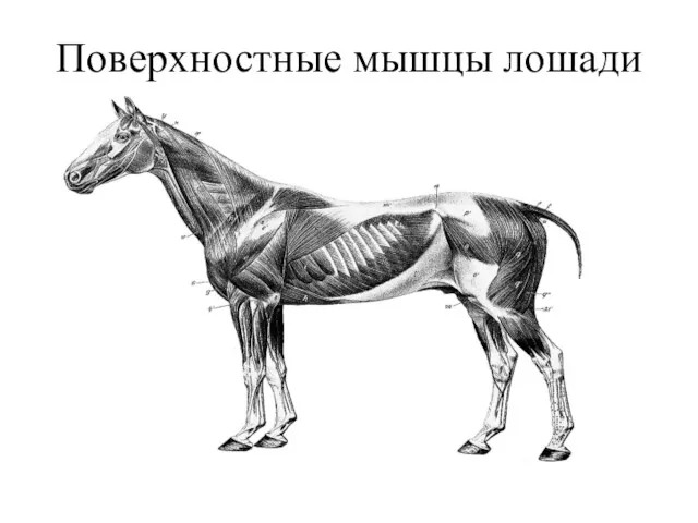 Поверхностные мышцы лошади