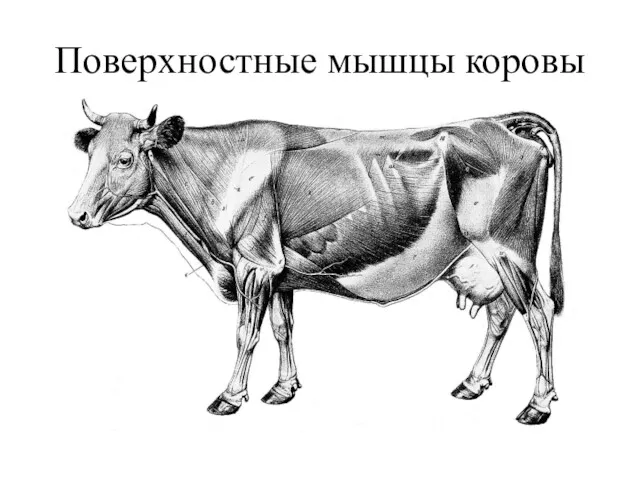 Поверхностные мышцы коровы