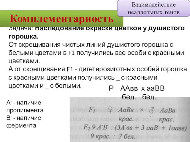 Задача: Наследование окраски цветков у душистого горошка. От скрещивания чистых