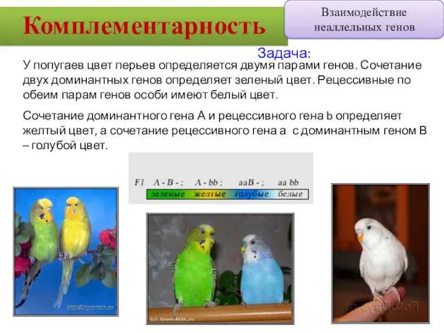У попугаев цвет перьев определяется двумя парами генов. Сочетание двух