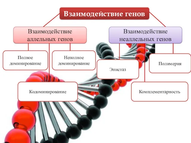 Взаимодействие генов Взаимодействие аллельных генов Взаимодействие неаллельных генов Полное доминирование Неполное доминирование Полимерия Комплементарность Кодоминирование Эпистаз