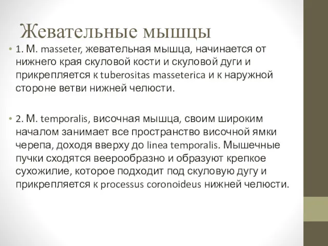 Жевательные мышцы 1. М. masseter, жевательная мышца, начинается от нижнего