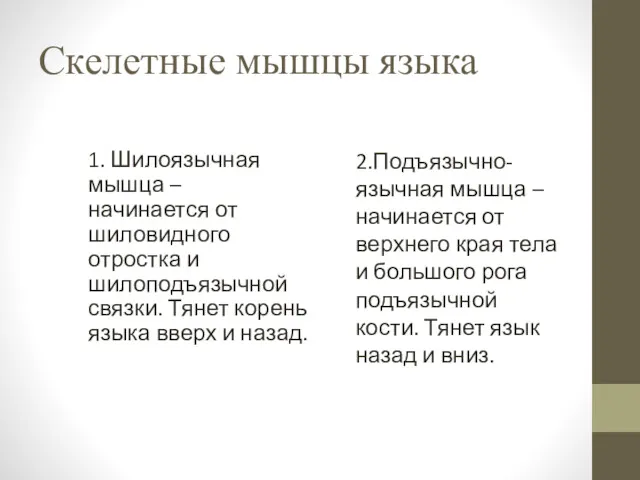 Скелетные мышцы языка 1. Шилоязычная мышца – начинается от шиловидного