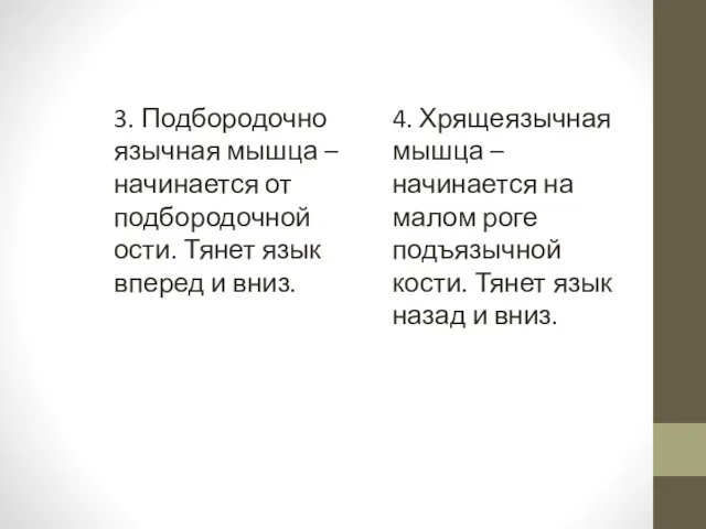 3. Подбородочно язычная мышца – начинается от подбородочной ости. Тянет