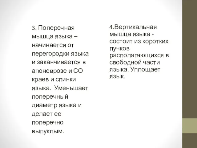 3. Поперечная мышца языка – начинается от перегородки языка и