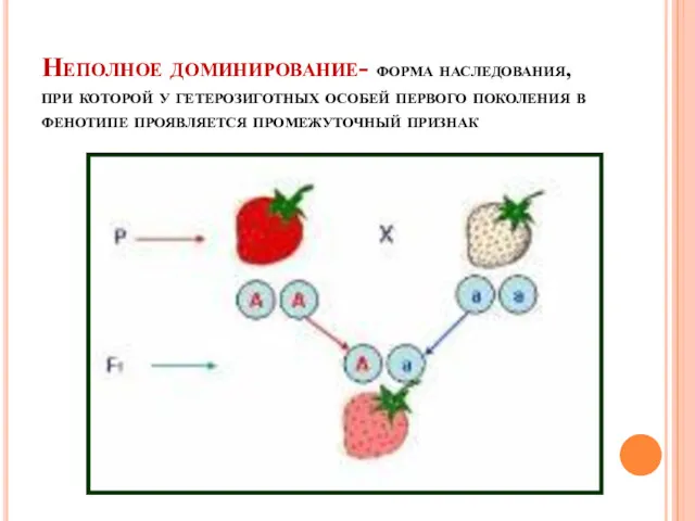 Неполное доминирование- форма наследования, при которой у гетерозиготных особей первого поколения в фенотипе проявляется промежуточный признак