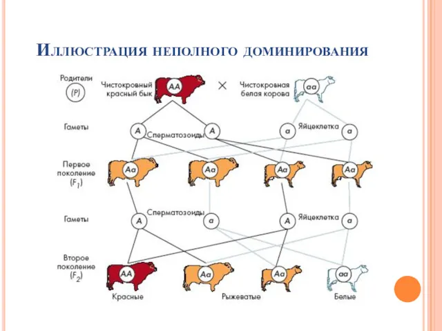 Иллюстрация неполного доминирования