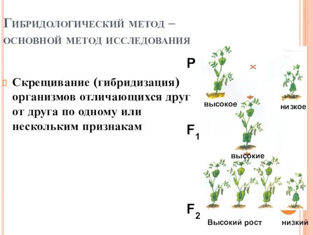 Гибридологический метод – основной метод исследования Скрещивание (гибридизация) организмов отличающихся