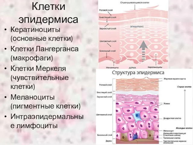 Клетки эпидермиса Кератиноциты (основные клетки) Клетки Лангерганса (макрофаги) Клетки Меркеля