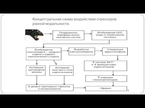 Концептуальная схема воздействия стрессоров разной модальности.