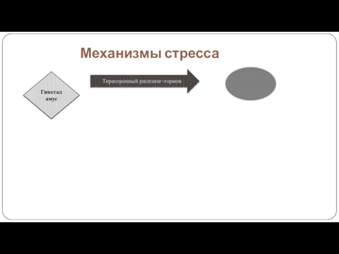 Механизмы стресса Гипоталамус Тиреотропный рилизинг-гормон Гипофиз Тиреотропный гормон Щитовидная железа