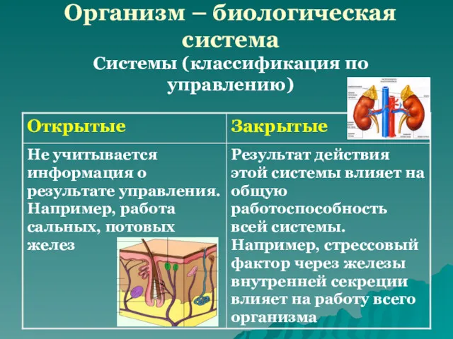 Организм – биологическая система Системы (классификация по управлению)