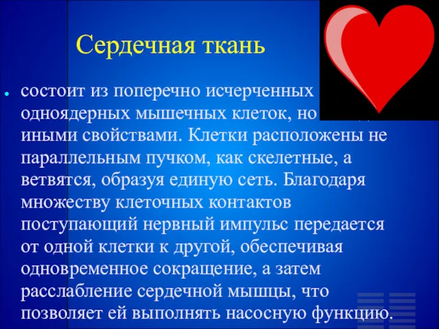 Сердечная ткань состоит из поперечно исчерченных одноядерных мышечных клеток, но