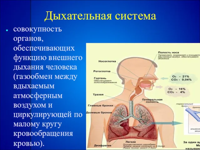 Дыхательная система совокупность органов, обеспечивающих функцию внешнего дыхания человека (газообмен