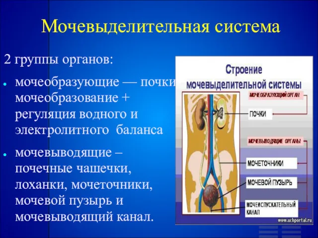 Мочевыделительная система 2 группы органов: мочеобразующие — почки: мочеобразование +