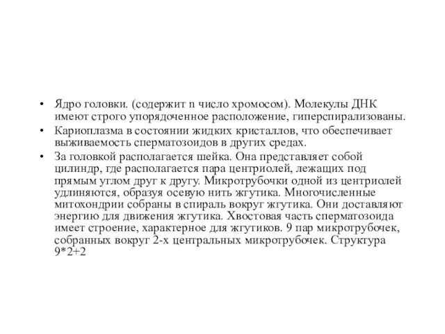 Ядро головки. (содержит n число хромосом). Молекулы ДНК имеют строго