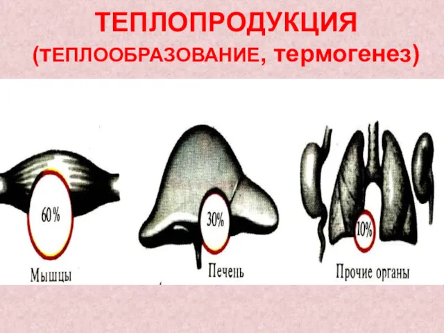 ТЕПЛОПРОДУКЦИЯ (тЕПЛООБРАЗОВАНИЕ, термогенез)