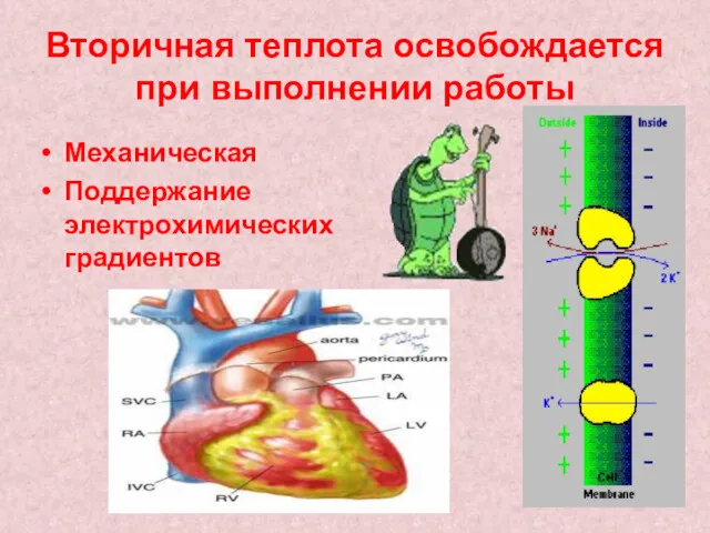 Вторичная теплота освобождается при выполнении работы Механическая Поддержание электрохимических градиентов