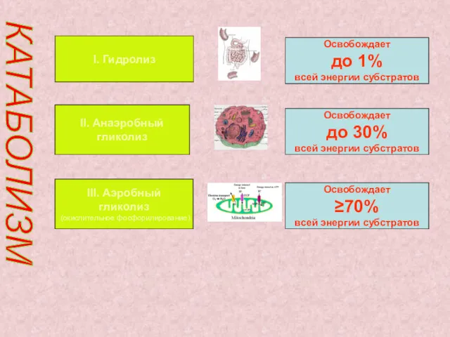 КАТАБОЛИЗМ I. Гидролиз II. Анаэробный гликолиз III. Аэробный гликолиз (окислительное