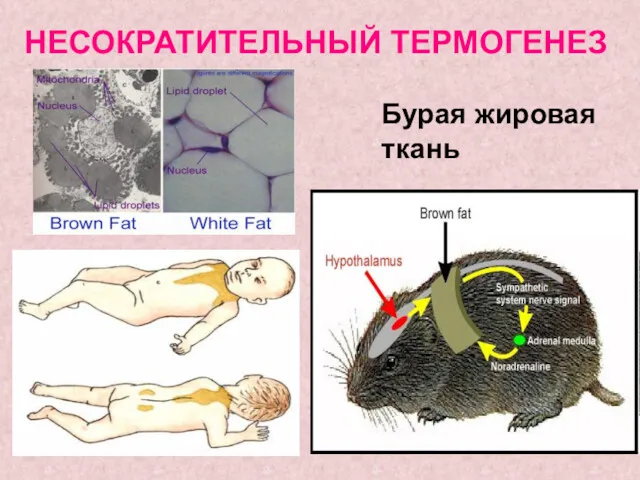 НЕСОКРАТИТЕЛЬНЫЙ ТЕРМОГЕНЕЗ Бурая жировая ткань