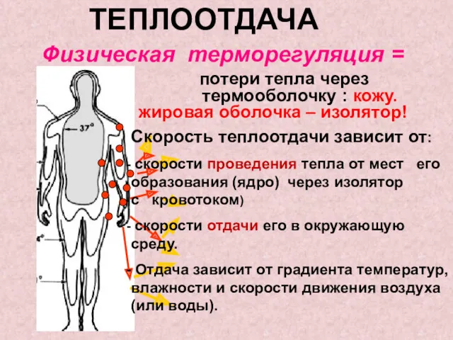 ТЕПЛООТДАЧА Физическая терморегуляция = потери тепла через термооболочку : кожу.