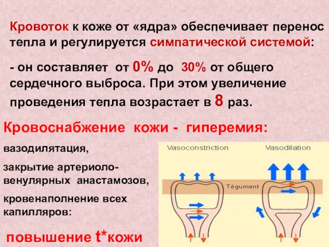 Кровоток к коже от «ядра» обеспечивает перенос тепла и регулируется