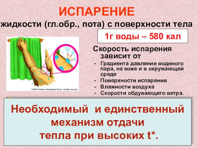 ИСПАРЕНИЕ жидкости (гл.обр., пота) с поверхности тела Скорость испарения зависит