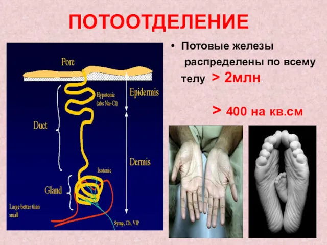 ПОТООТДЕЛЕНИЕ Потовые железы распределены по всему телу > 2млн. > 400 на кв.см