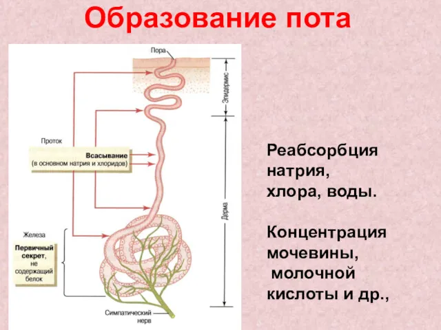 Образование пота Реабсорбция натрия, хлора, воды. Концентрация мочевины, молочной кислоты и др.,