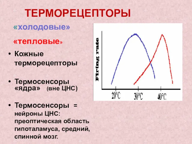 ТЕРМОРЕЦЕПТОРЫ Кожные терморецепторы Термосенсоры «ядра» (вне ЦНС) Термосенсоры = нейроны