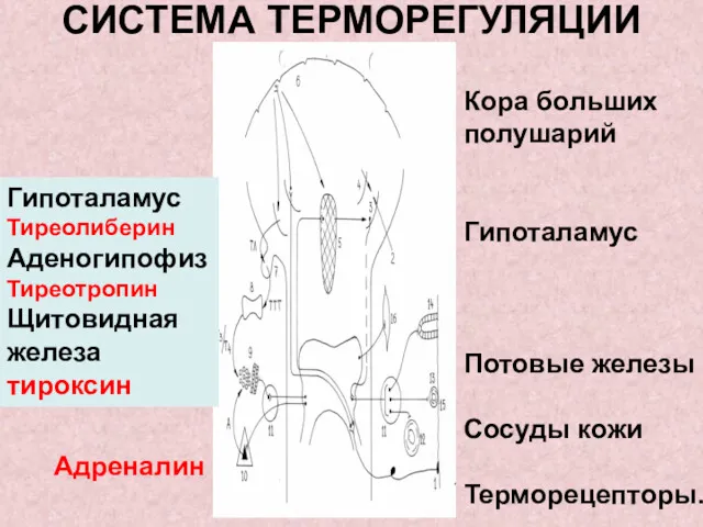 СИСТЕМА ТЕРМОРЕГУЛЯЦИИ Кора больших полушарий Гипоталамус Потовые железы Сосуды кожи