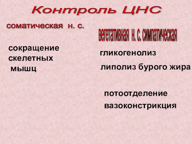 Контроль ЦНС соматическая н. с. вегетативная н. с. симпатическая сокращение