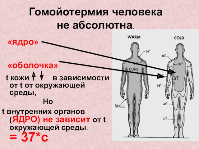 Гомойотермия человека не абсолютна. t кожи в зависимости от t