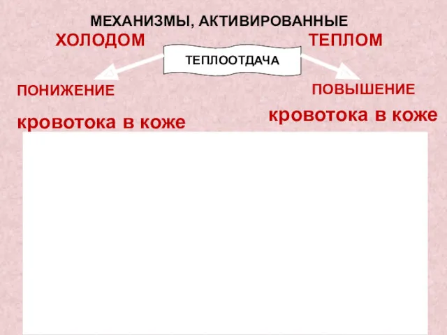 МЕХАНИЗМЫ, АКТИВИРОВАННЫЕ ХОЛОДОМ ТЕПЛОМ ПОВЫШЕНИЕ кровотока в коже ТЕПЛООТДАЧА ПОНИЖЕНИЕ кровотока в коже