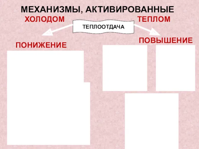 МЕХАНИЗМЫ, АКТИВИРОВАННЫЕ ХОЛОДОМ ТЕПЛОМ ПОВЫШЕНИЕ ТЕПЛООТДАЧА ПОНИЖЕНИЕ