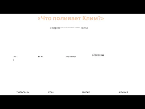 лекарственный и полевые цветы. ель пальма тюльпаны клён лютики облепиха кливия липа «Что поливает Клим?»