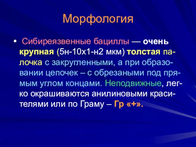 Морфология Сибиреязвенные бациллы — очень крупная (5н-10х1-н2 мкм) толстая па-лочка