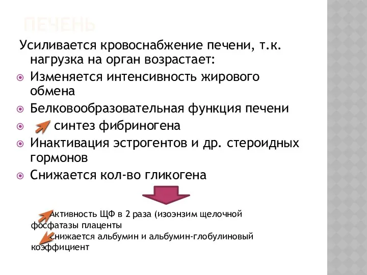 ПЕЧЕНЬ Усиливается кровоснабжение печени, т.к. нагрузка на орган возрастает: Изменяется