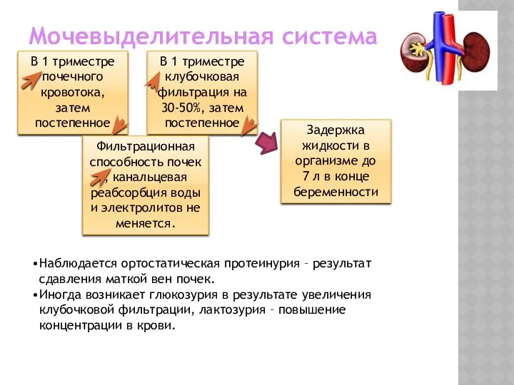 Мочевыделительная система В 1 триместре почечного кровотока, затем постепенное В