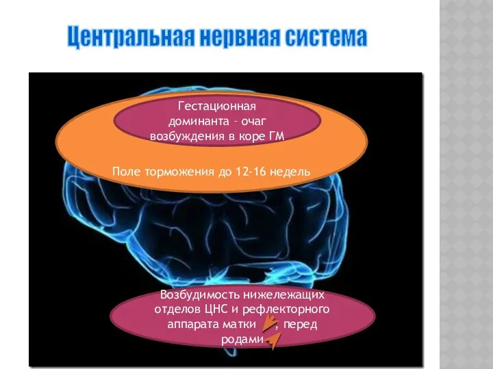 Центральная нервная система Поле торможения до 12-16 недель Гестационная доминанта