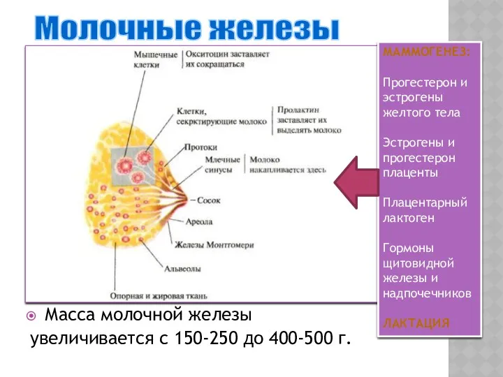 Масса молочной железы увеличивается с 150-250 до 400-500 г. Молочные